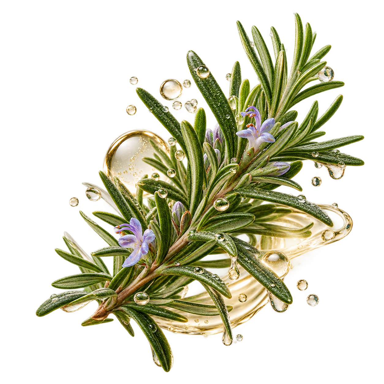 Rosmarino FOLYRA